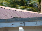 2007 10-Aruba Iguana on Roof